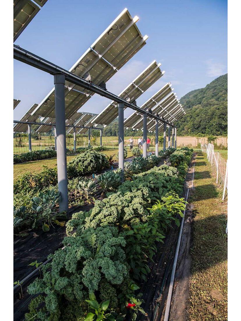 Agrivoltaic solar and agriculture